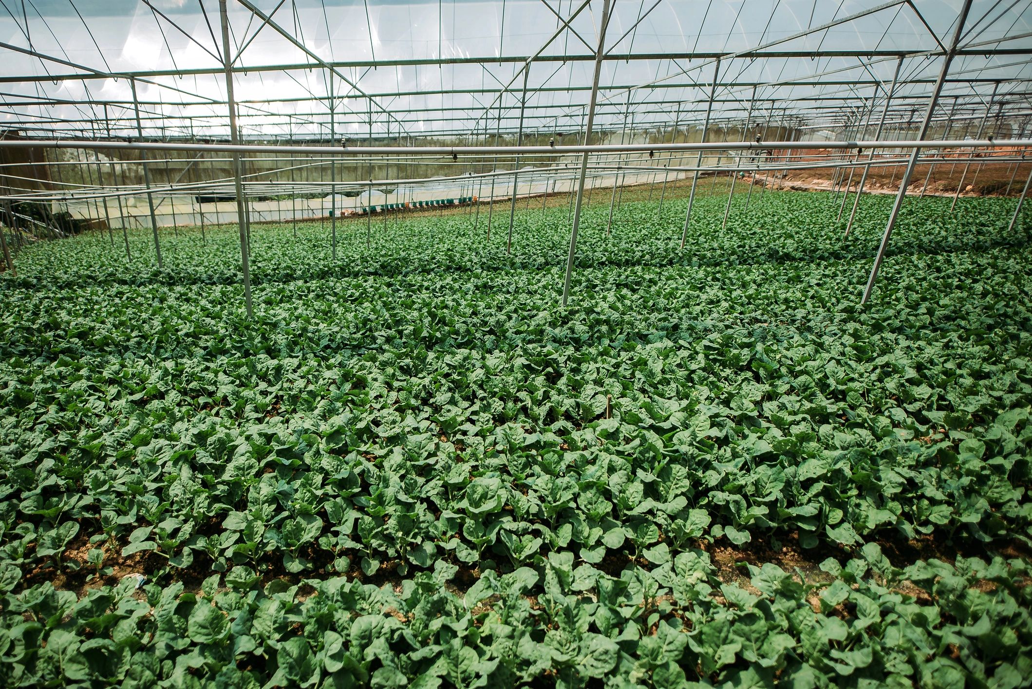 Greenhouse crop production representing supplier readiness and agricultural sourcing