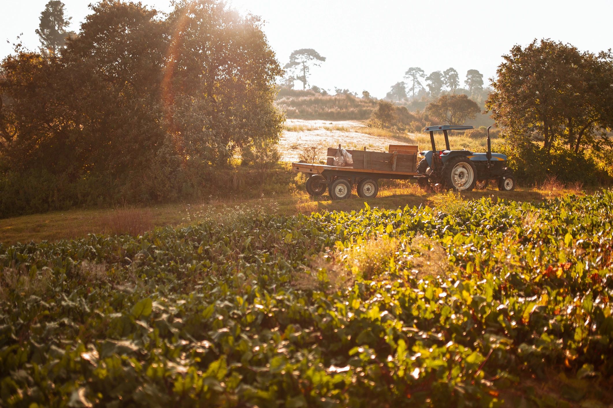 Sunrise over farmland representing long-term agricultural trade relationships