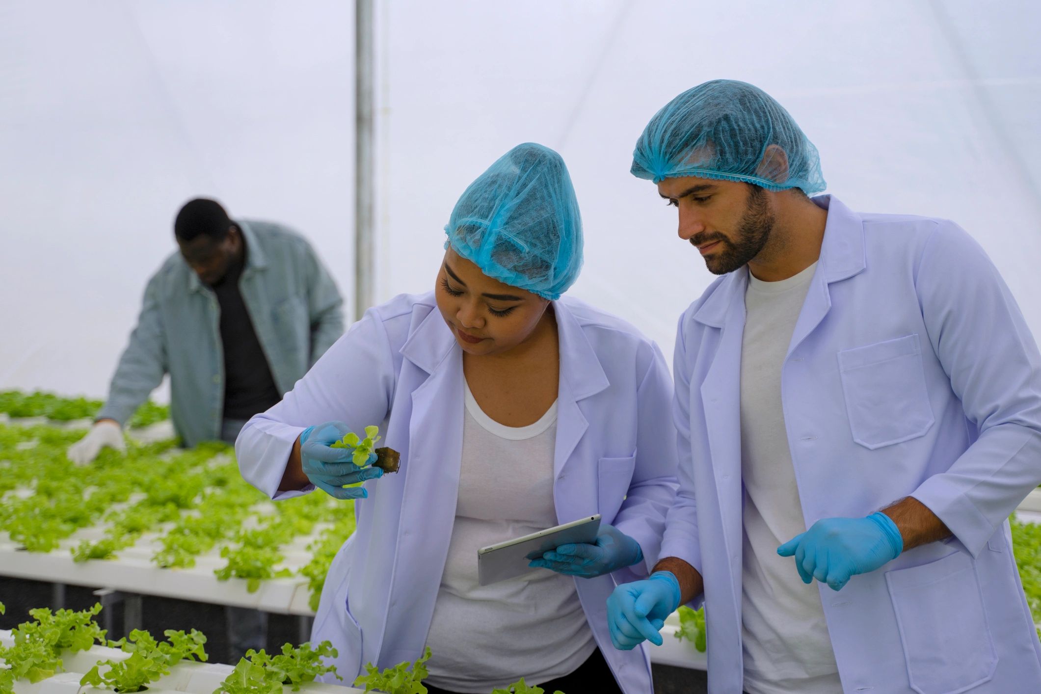 Agricultural produce inspection in a modern greenhouse