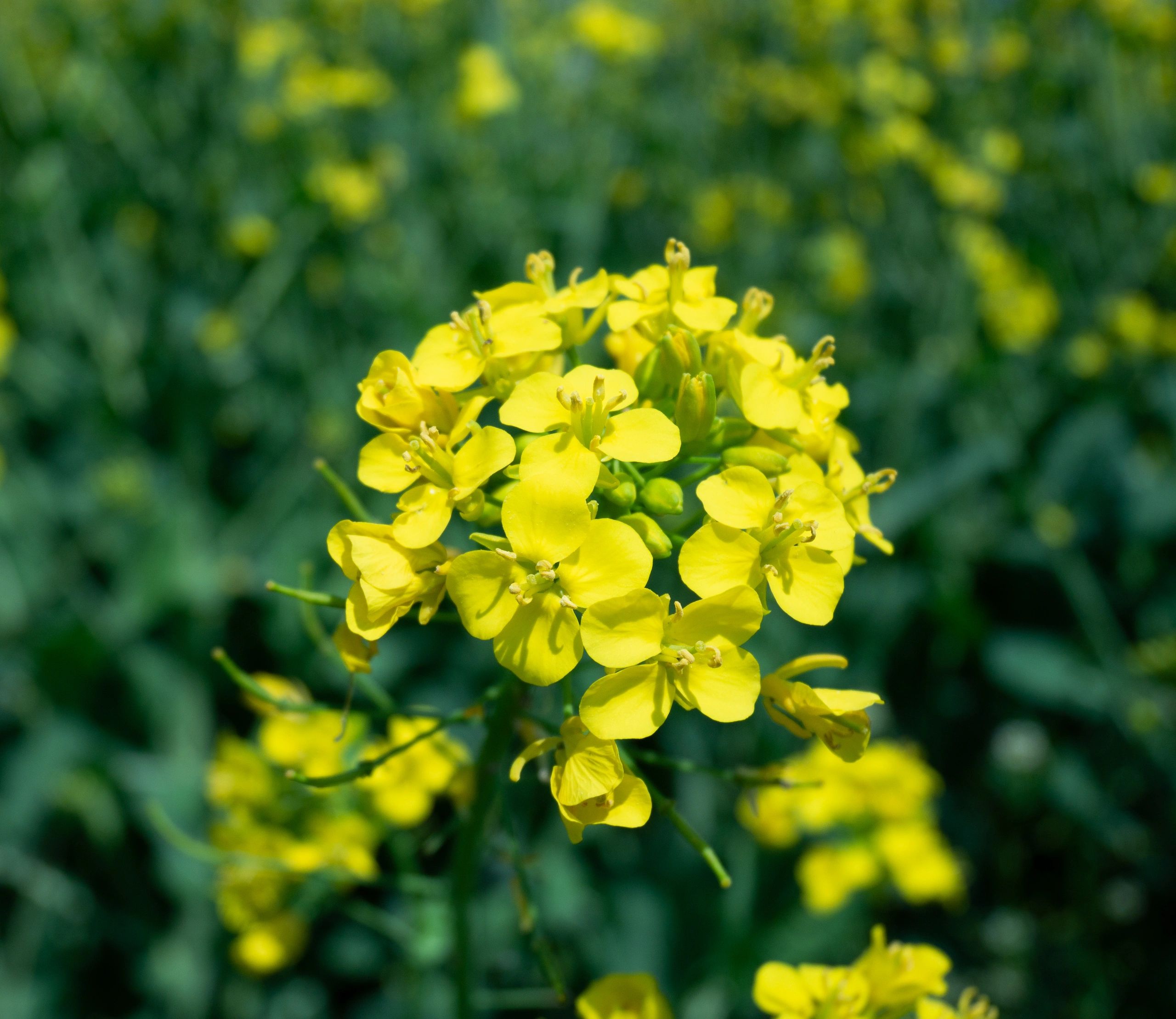 Blooming mustard crop field in a wide agricultural landscape