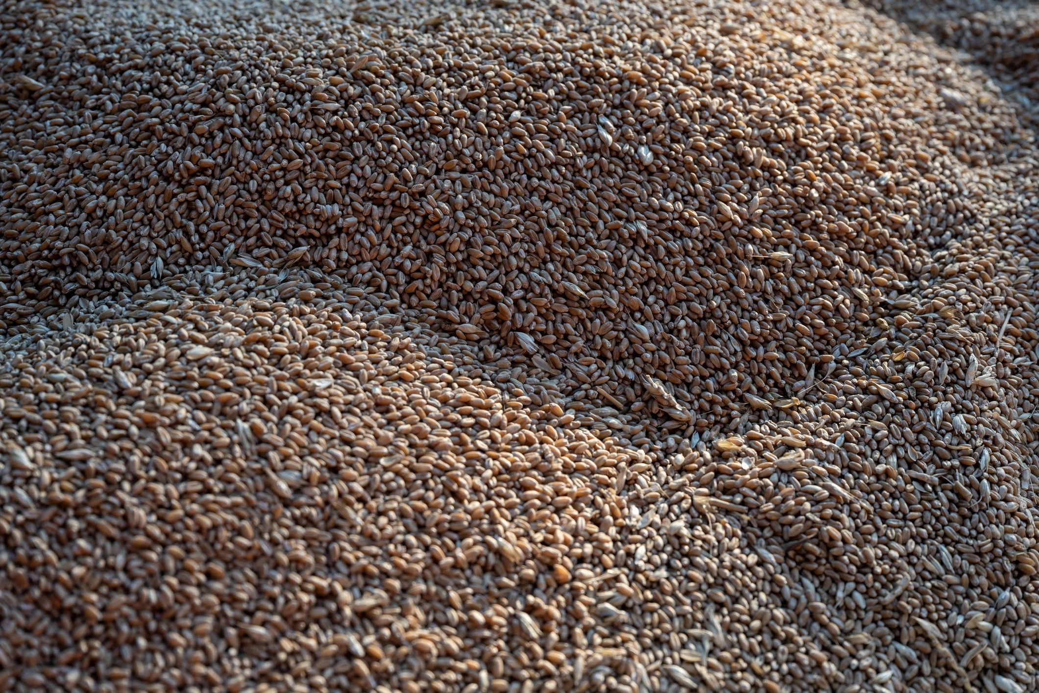 Full frame background of golden wheat grains. Agricultural harvest concept showing natural texture of raw wheat seeds used in food production and farming industries.