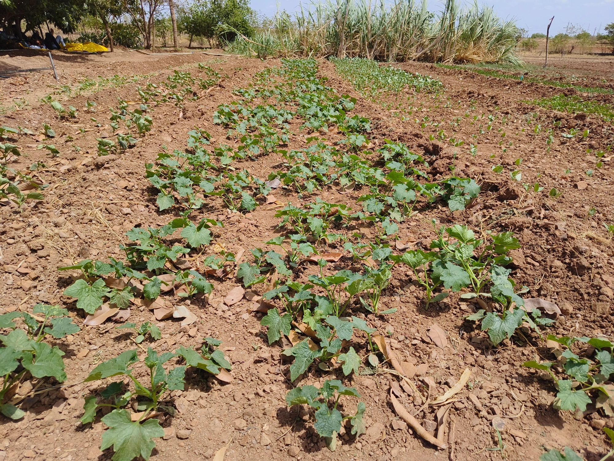 Sesame crop growing in cultivated rows