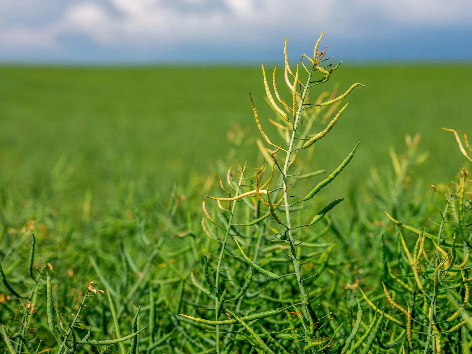 Mustard plants with developing seed pods in the field