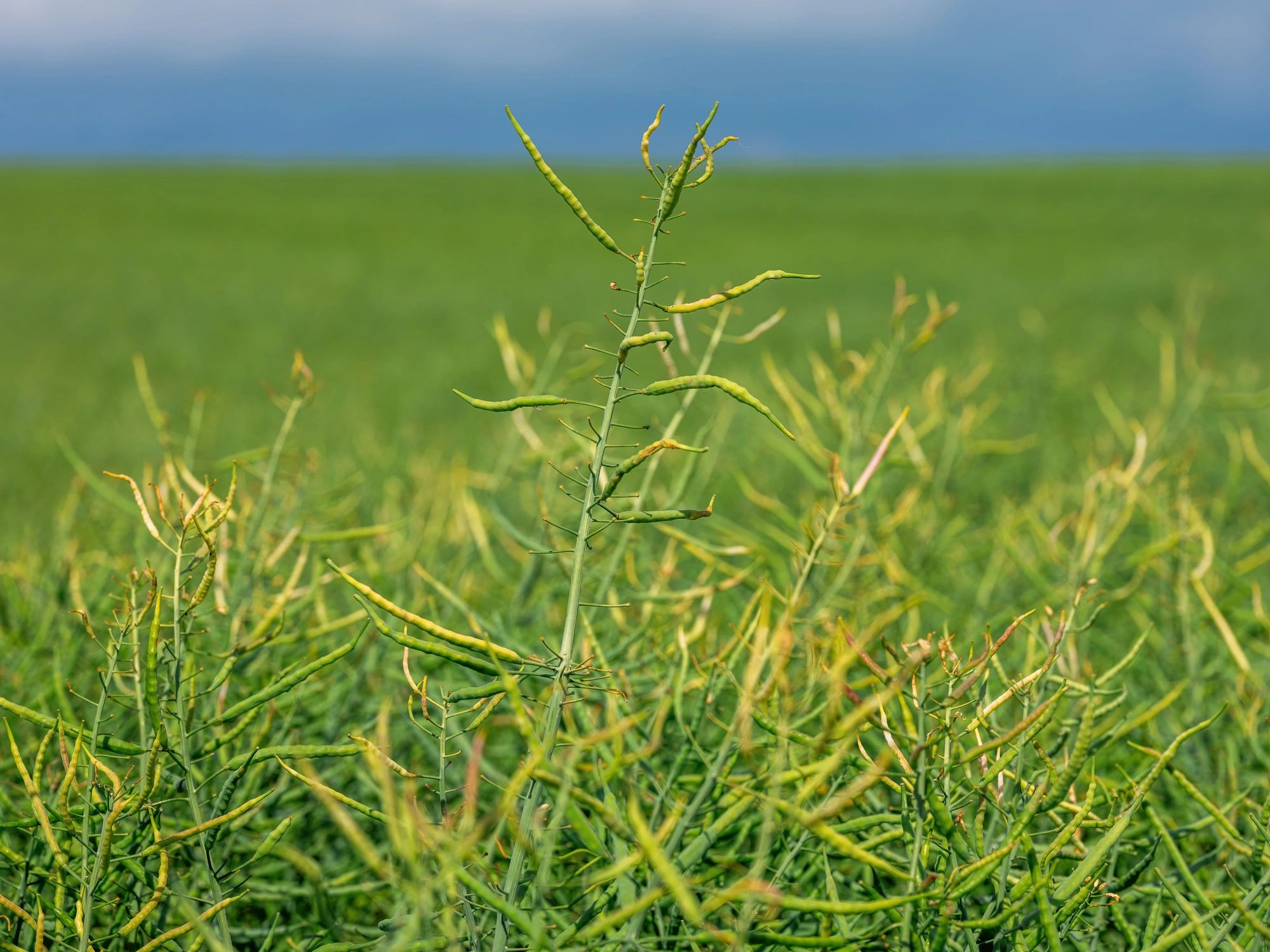 Mustard seed crop growing in an open farm field