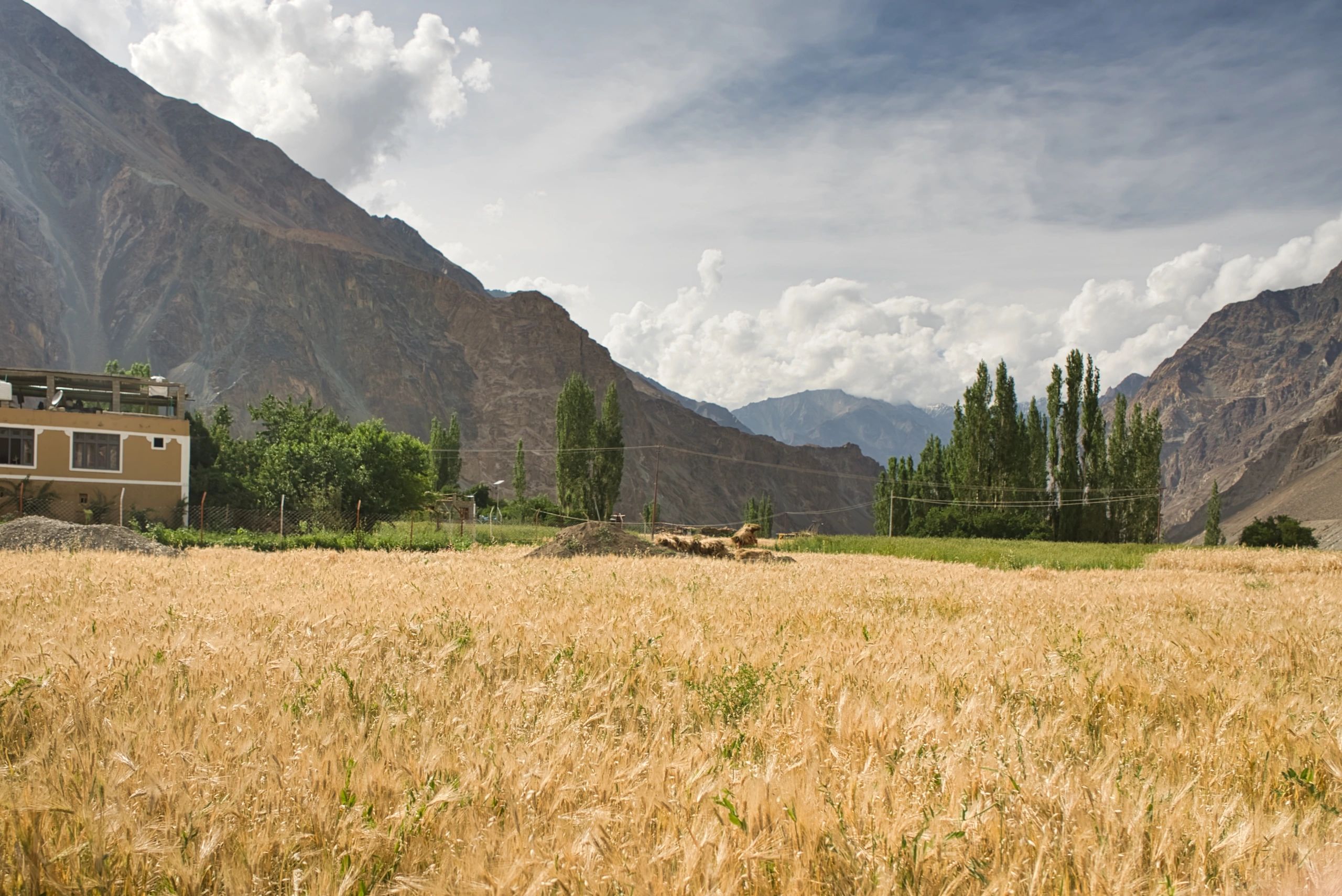 Agricultural landscape in Ladakh