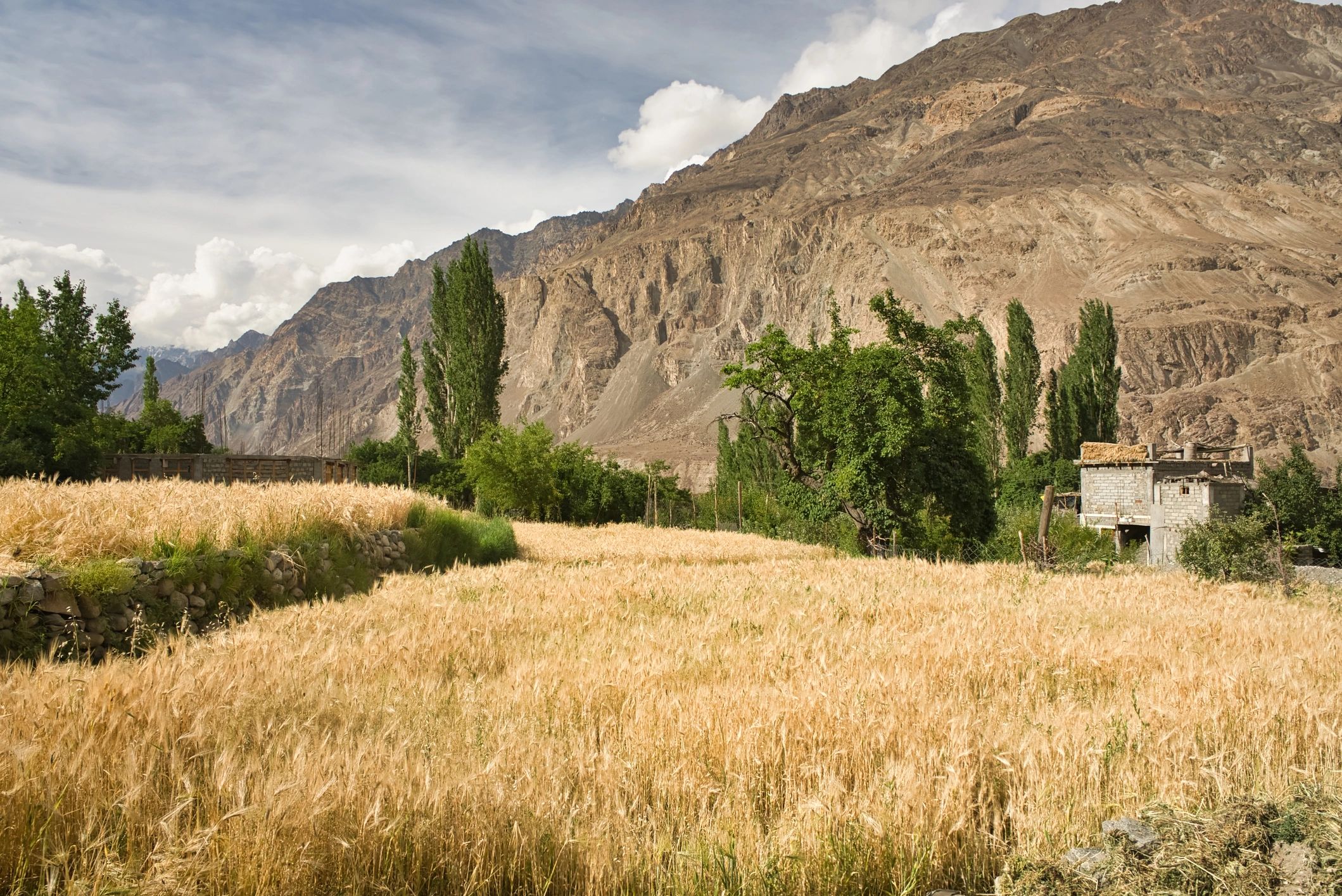 High-altitude farming region in Ladakh